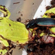 Illustration for article titled The secret war between beetles and frogs